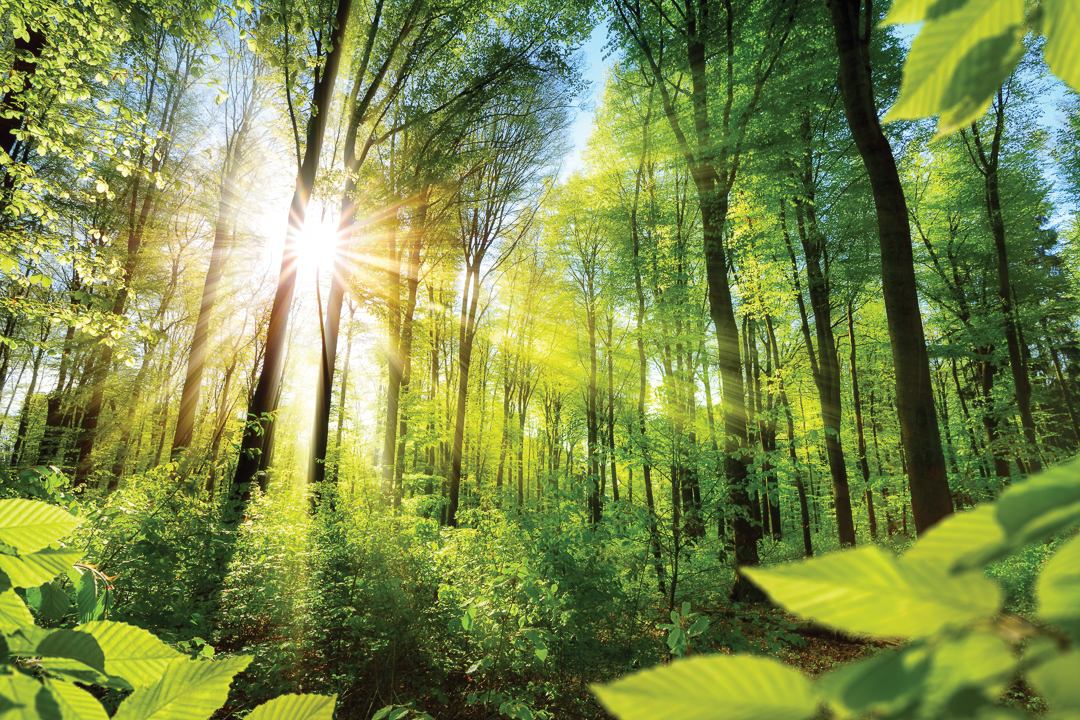 green forest scene 